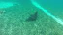 Mike took gopro video of the eagle ray